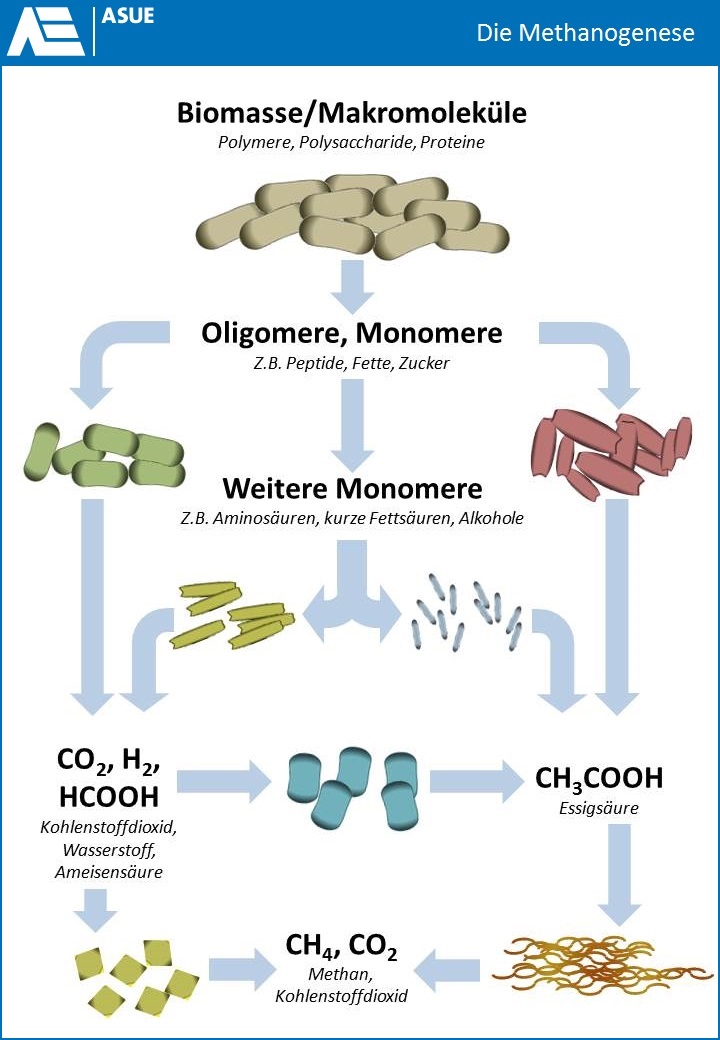 Grafische Darstellung der mikrobiellen Methanogenese im Biogasprozess